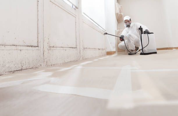 Black mold remediation team in Young America