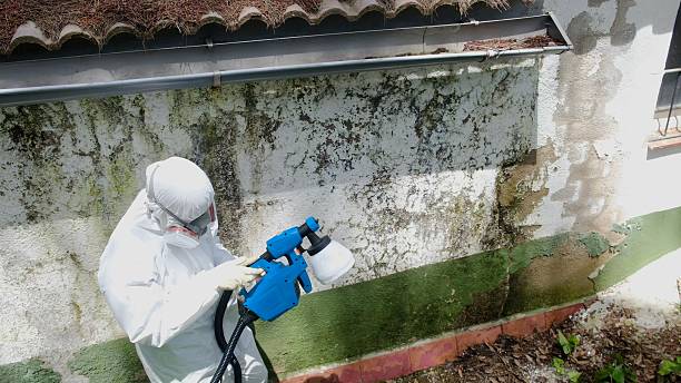 Mold Remediation service in Young America, Young America, MN